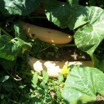 Banana-Squash-150x150.jpg