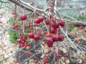 Berries-300x225.jpg