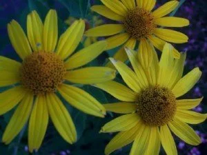 Blackeyedsusan-300x225.jpg