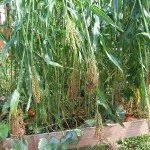 Broomcorn-150x150.jpg