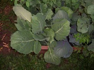 Cabbage_060510-300x225.jpg