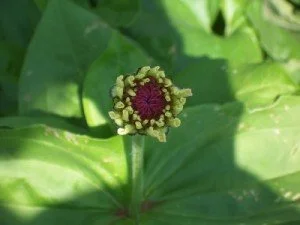 Zinnia_01-300x225.jpg