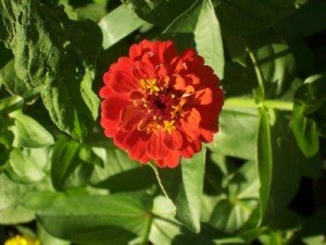 Zinnia_02-300x225.jpg