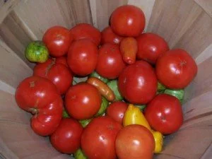 Tomatoes_01-300x225.jpg