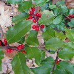 holly-150x150.jpg