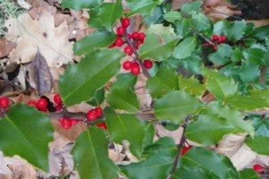 holly-300x200.jpg