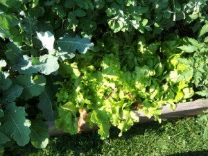 Lettuce_060510-300x225.jpg