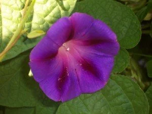 Morningglory-300x225.jpg