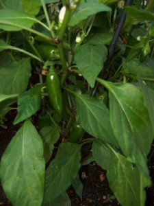 Pabpeppers-225x300.jpg