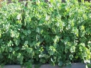 Peas_060510_1-300x225.jpg