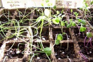 Seedlings_030710-300x199.jpg