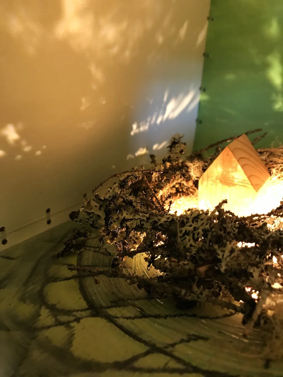 dreamshelter6.sm.jpg