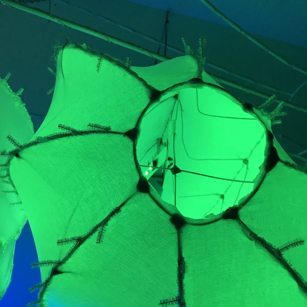Green detail comb Jelly.JPG