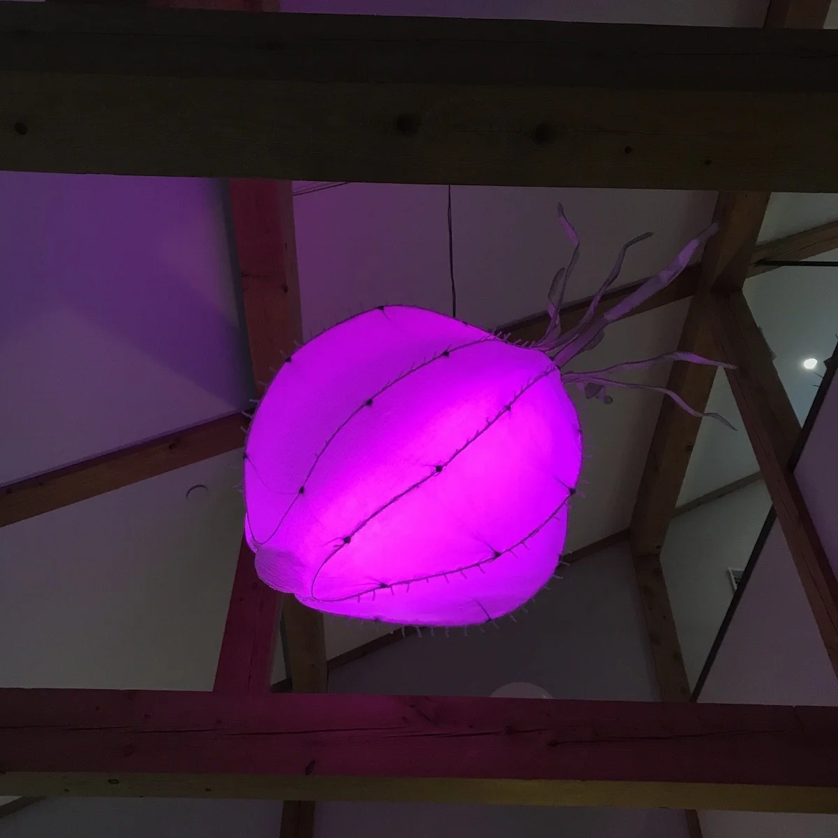 violet Anna Comb.JPG