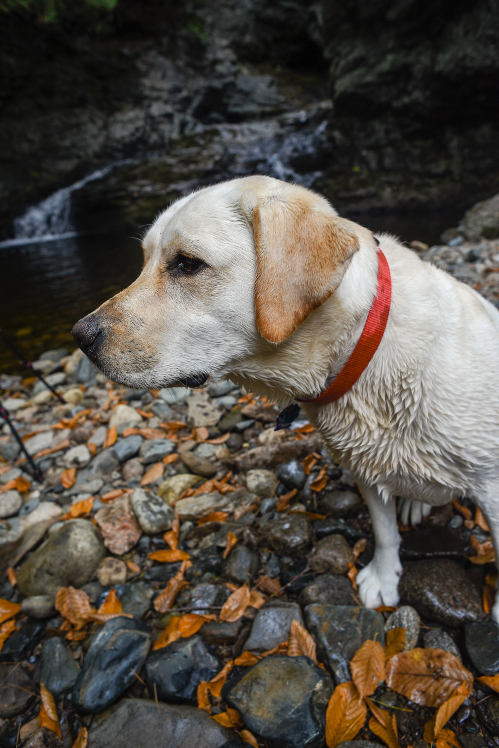 Hiking companion