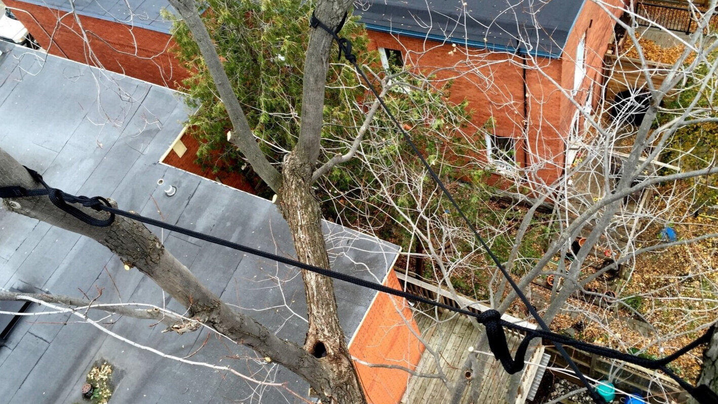 Tree Cabling and Support Systems: Enhancing Tree Stability and Longevity