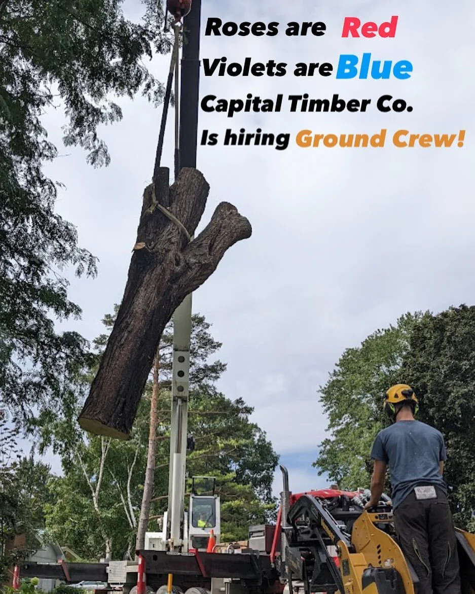 For those looking for love this Valentine&rsquo;s Day.
How about starting a career you&rsquo;ll love in the arboriculture industry?!
❤️🌳
DM&rsquo;s for details!