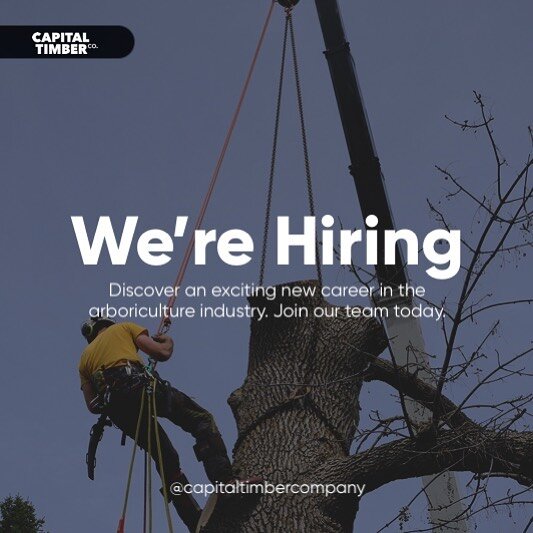 Capital Timber Co. is currently expanding and looking for hard working, motivated individuals who love the trees as much as we do!

Positions include:
&bull;Arborist
&bull;Apprentice
&bull;Ground Crew

Apply today by sending your resume through the c