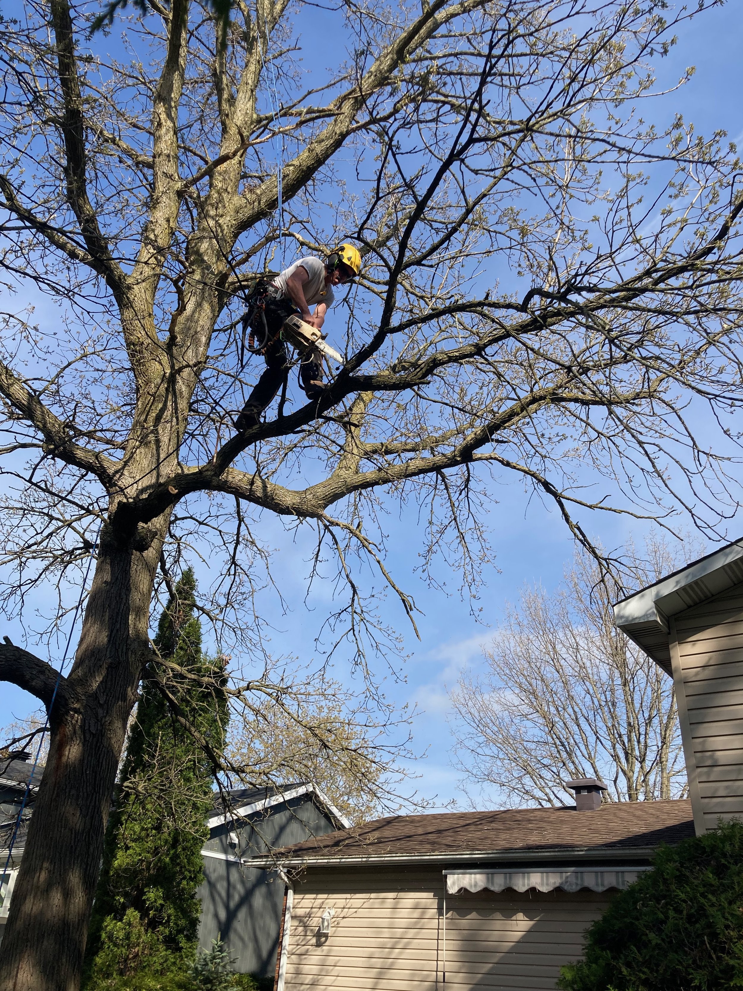 Tree Pruning 101: When, Why, and How We Do It Safely
