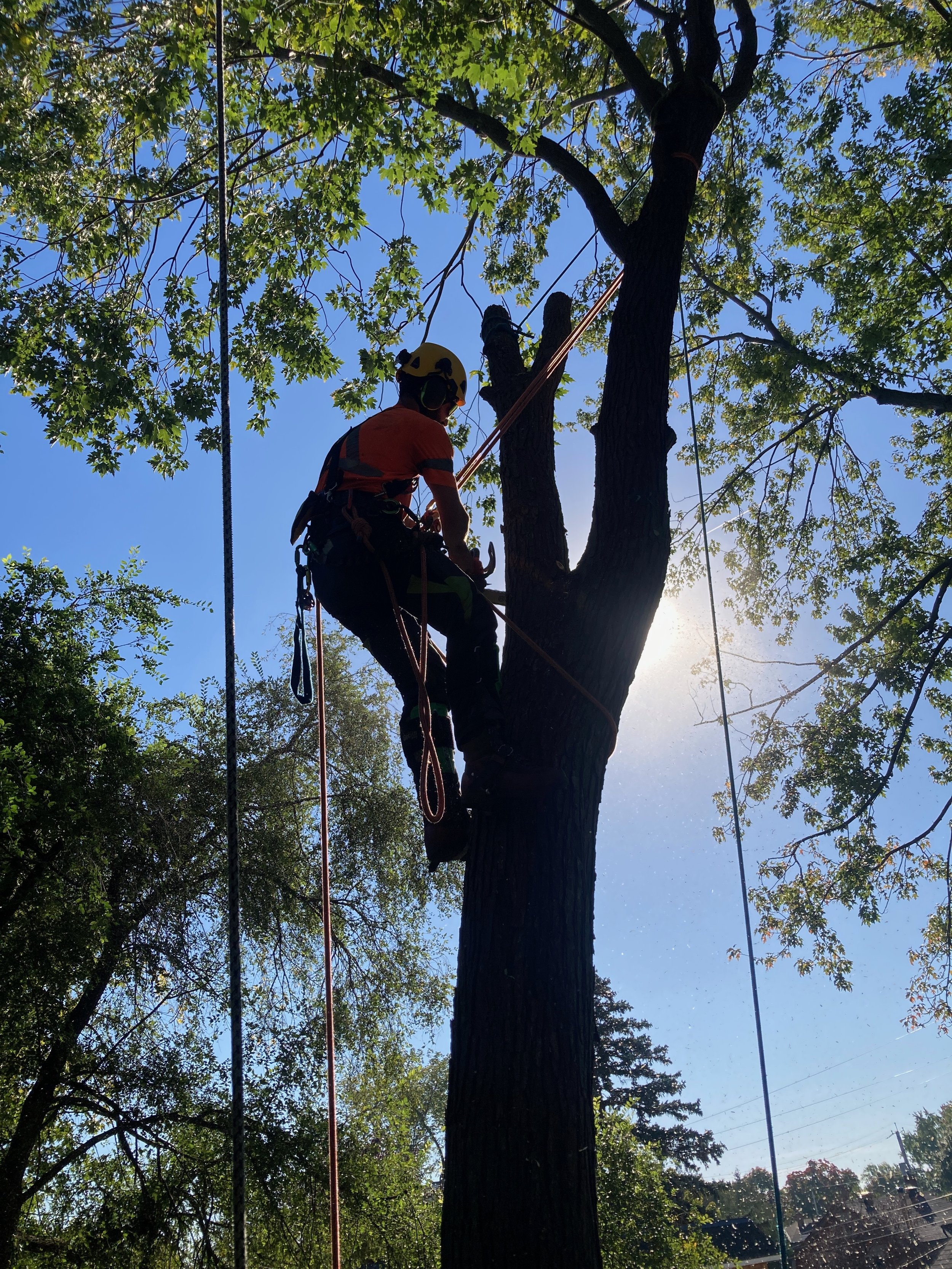 What Happens During a Professional Tree Removal? Step-by-Step Guide
