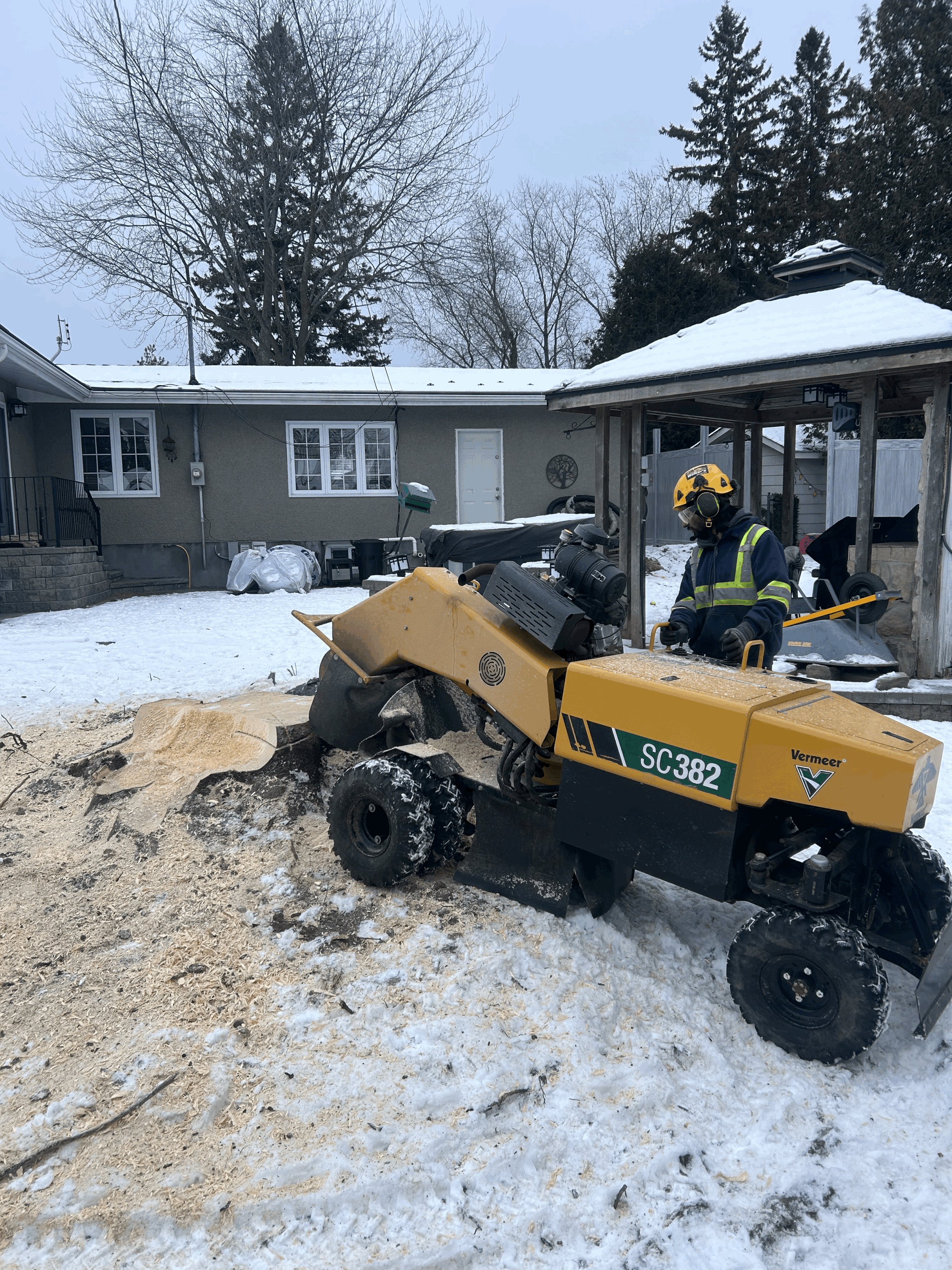 Stump Grinding in Ottawa: Why Leaving Stumps Can Be Risky