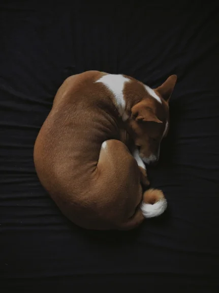 dog sleeping photo-1532622982-3f99bc6adb52.jpg
