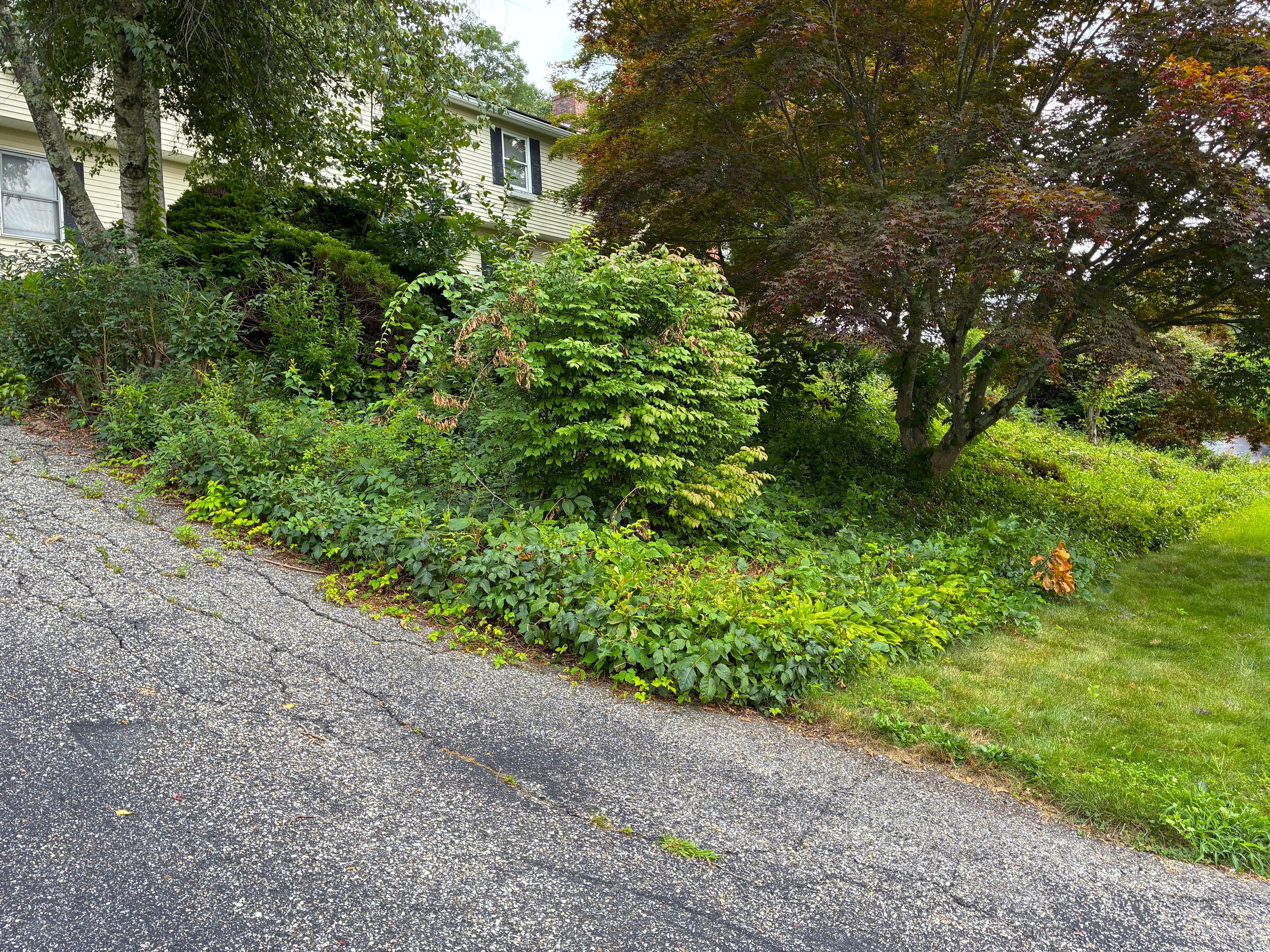 Property Transformation in Ansonia September 2026