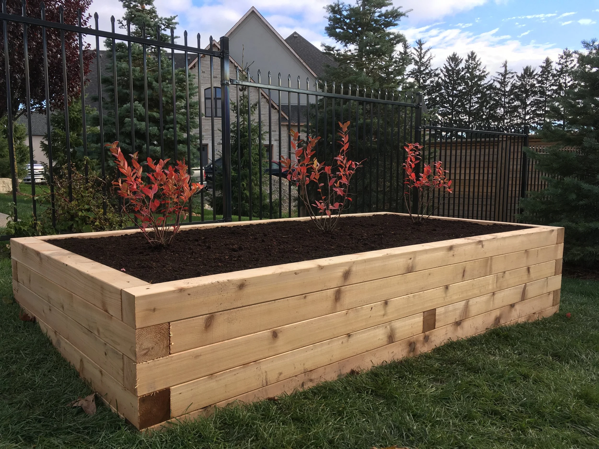 4'x8' raised bed with blueberries (square cedar posts)