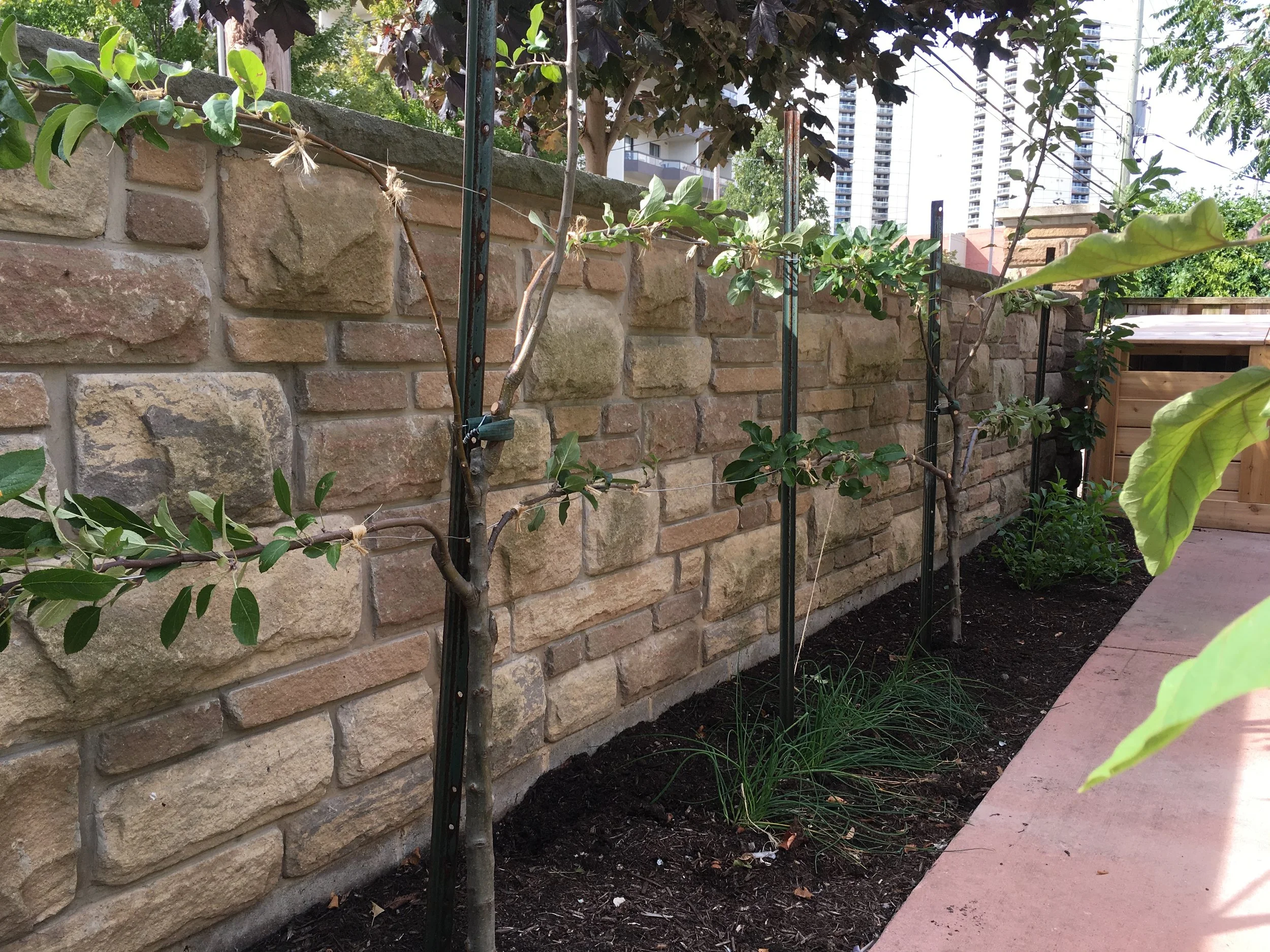 Espalier apple trees (Growing Chefs!)
