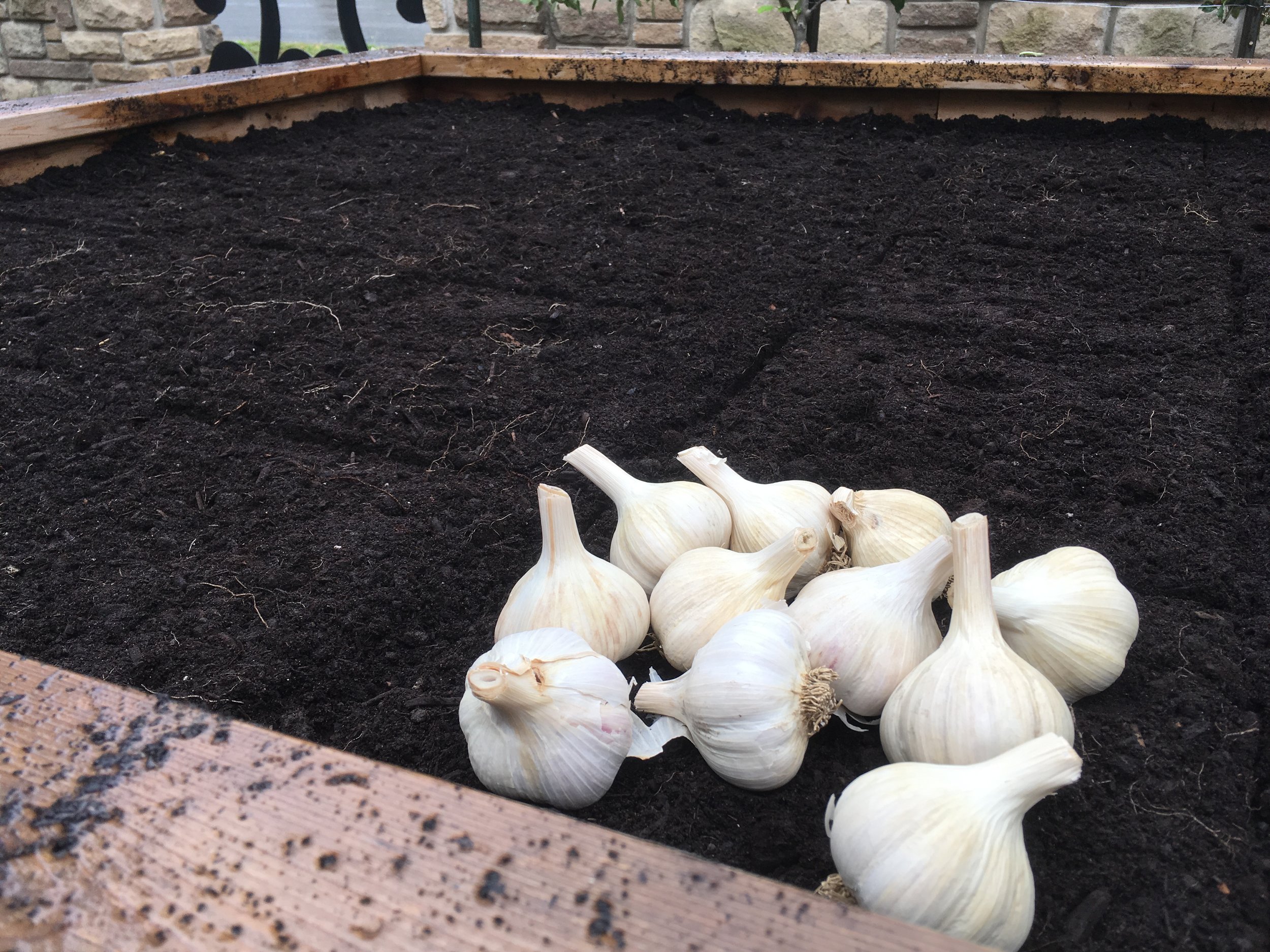 Garlic (planted in the fall)