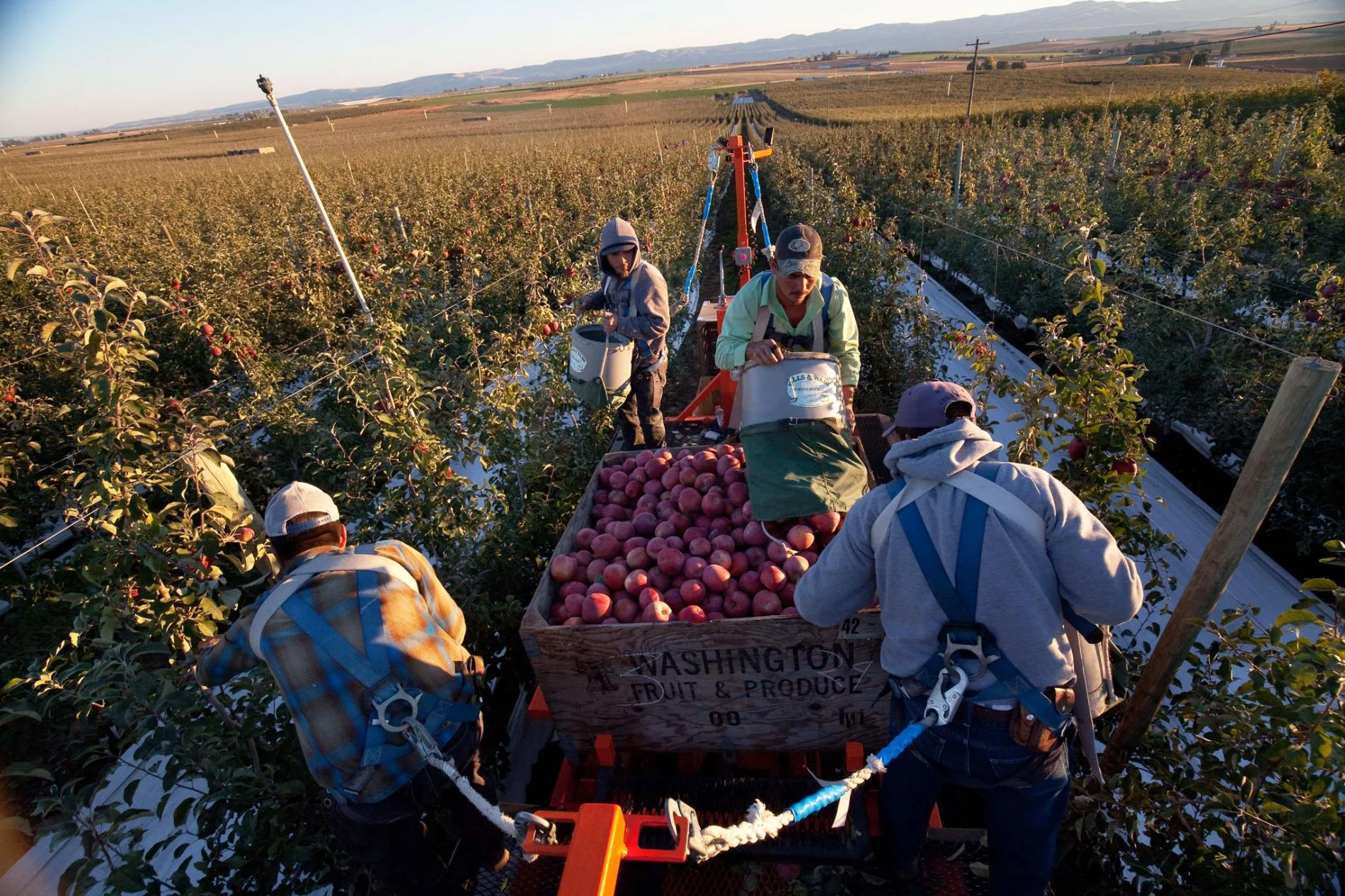 2 Related Stories To See Food Waste in a New Way, Start With Your Plate How to Farm a Forest—and Feed a Neighborhood Climate Change Resilience May Mean Planting More Trees Picture of workers picking apples View Images Workers stand on a hydraulic lift to pick fruit from the tips of trees. The lifts are equipped with floodlights to allow for night harvesting, so fruit can be picked at peak quality. Photograph by Ryan Bell