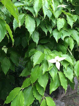 Kousa Dogwood | Photo by Laura Lynn Brown