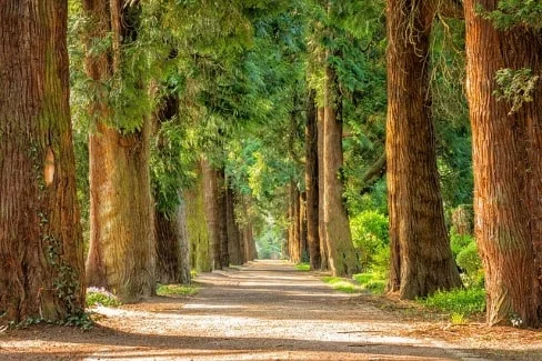 montecito tree service.jpg