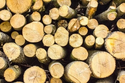 wood from tree thats been cut.jpg