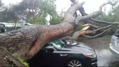 Emergency tree removal2.jpg