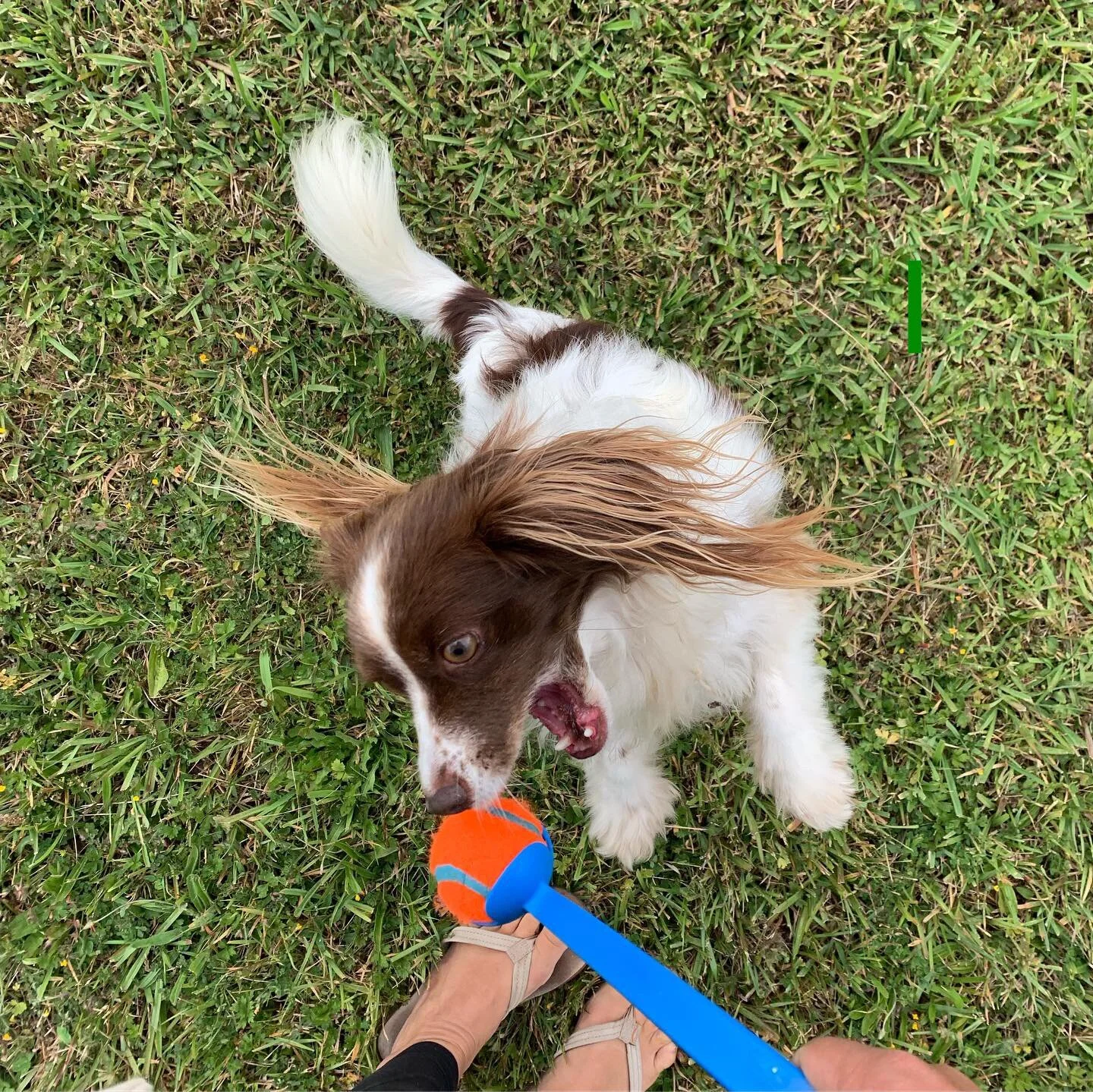 Christmas and Zia in Quarantine