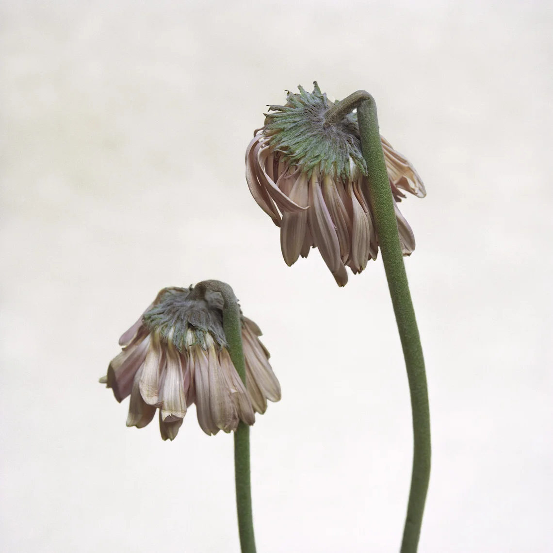 PINK GERBERA DAISIES