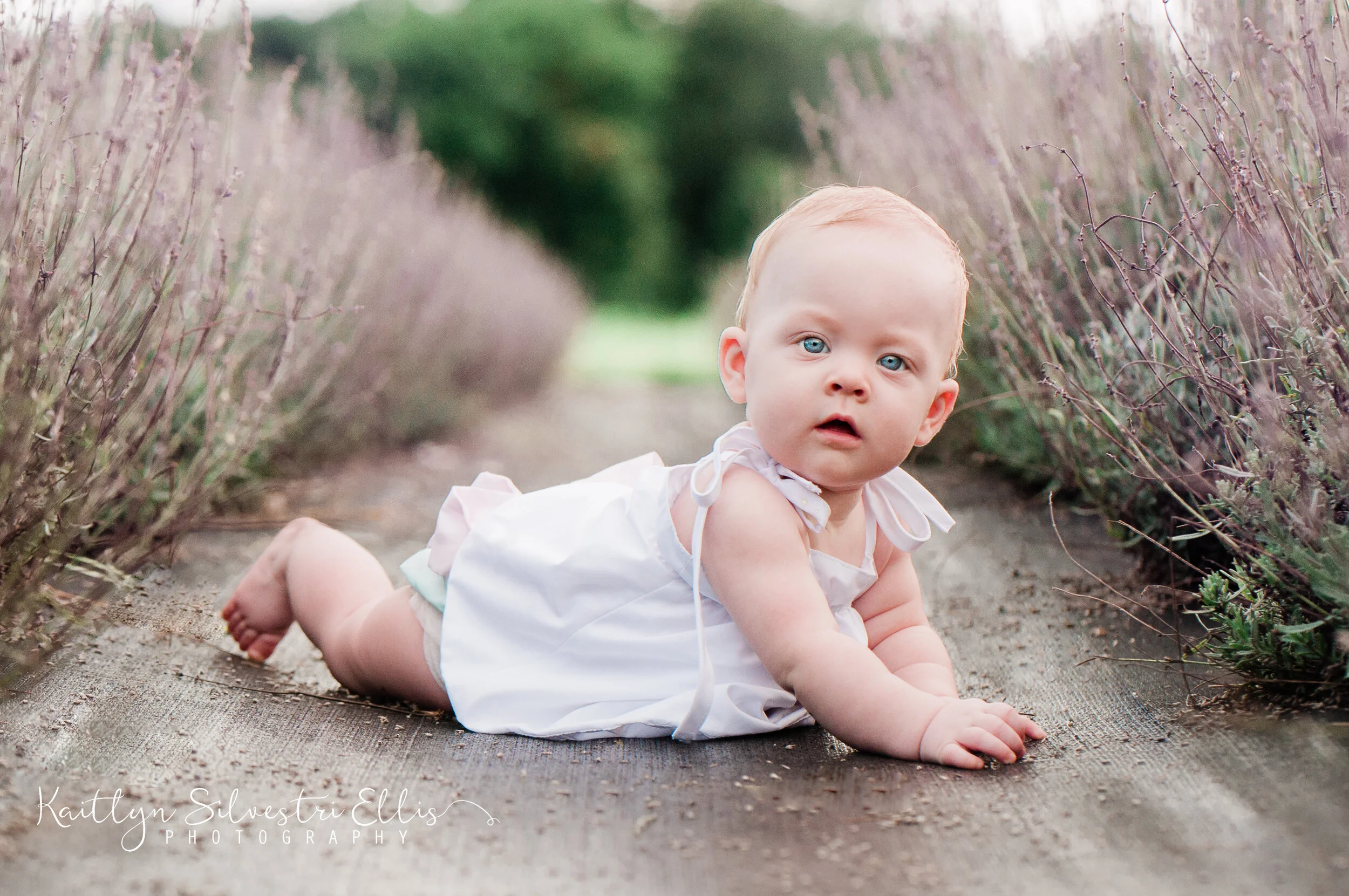 LavenderField-104.JPG