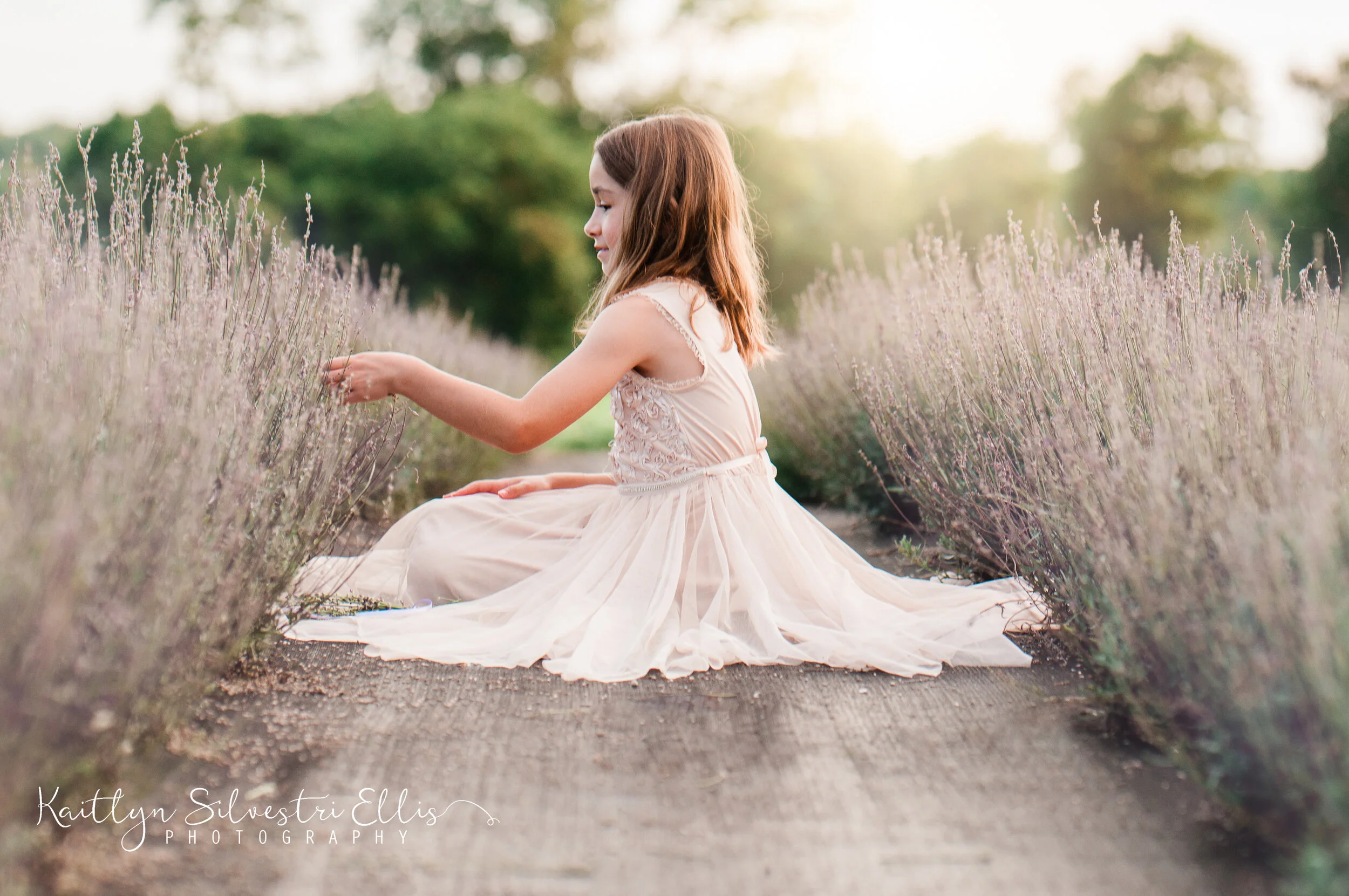LavenderFieldweb-109.JPG