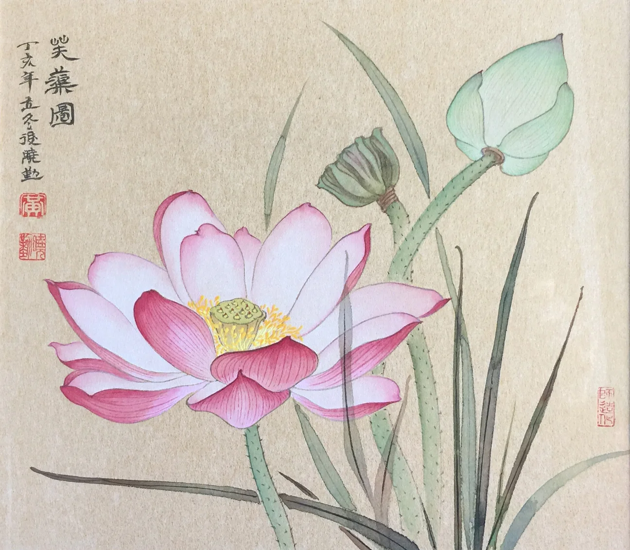 Pink Lotus and Buds