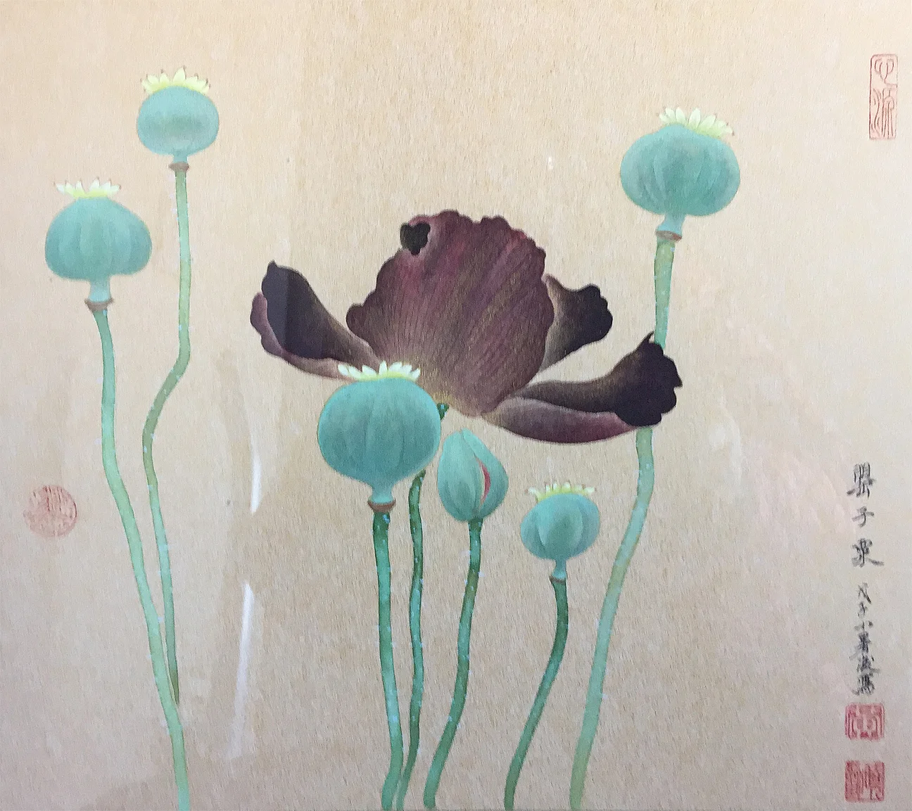 Black Poppy