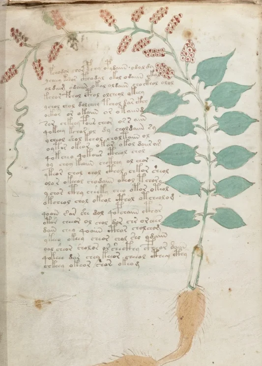 voynich4.jpg
