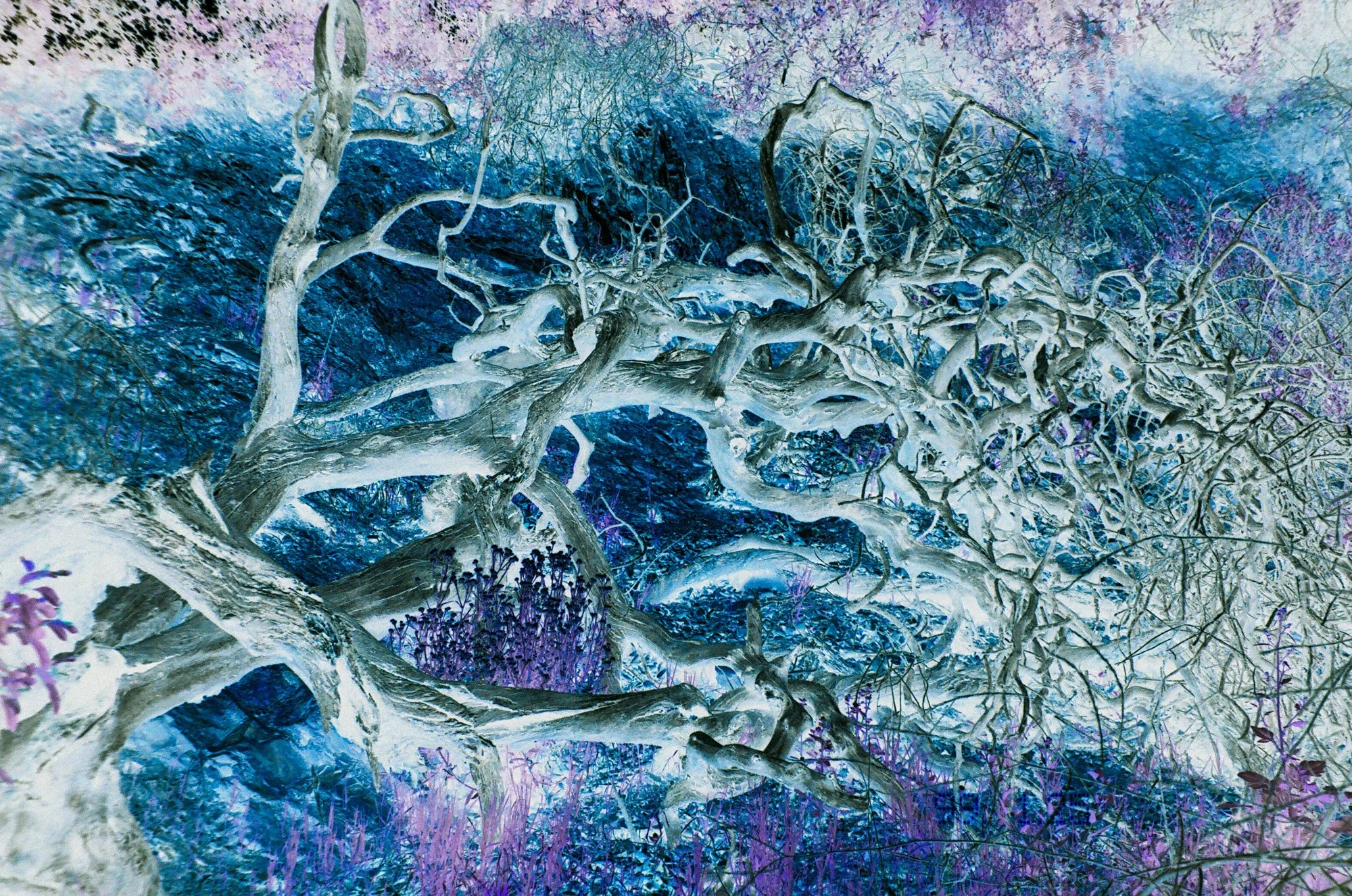 Branches.jpg