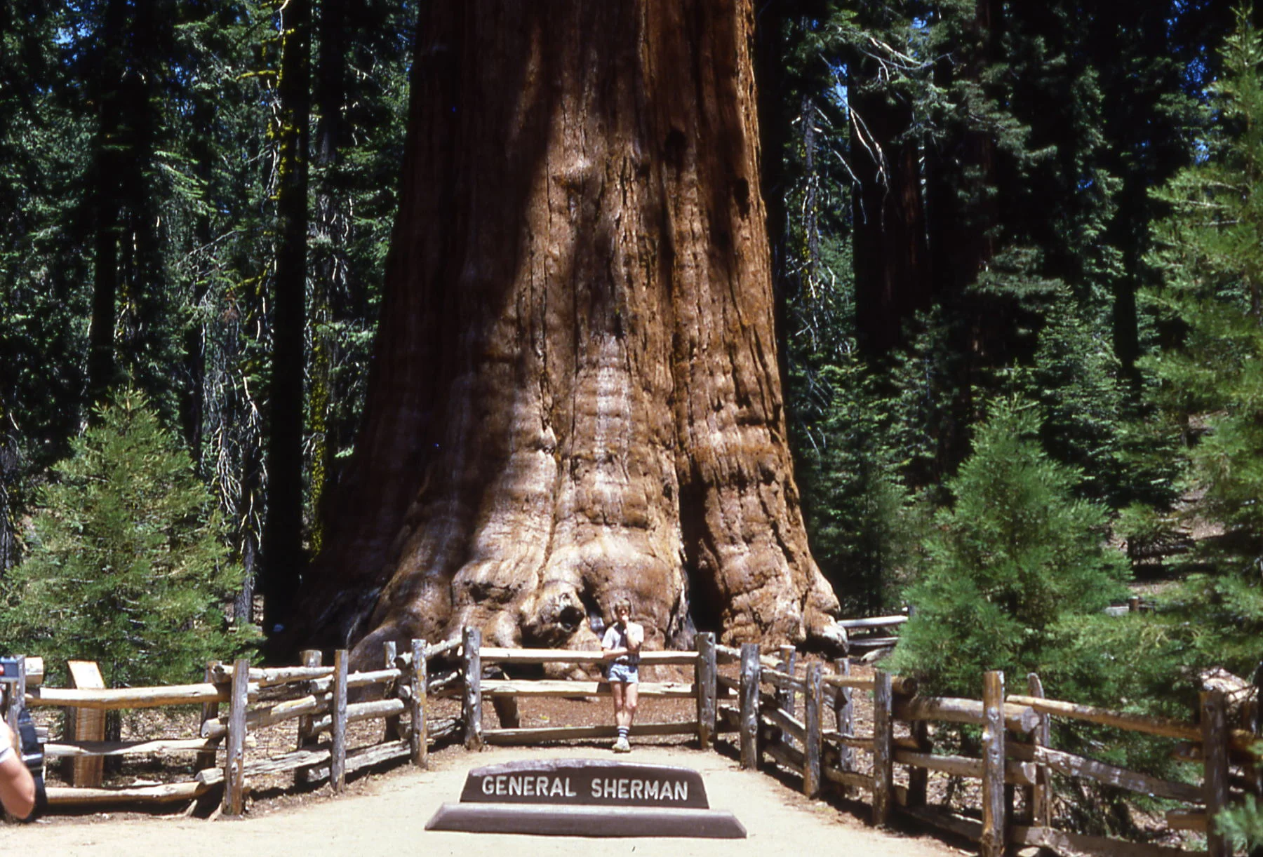 Bryan at General Sherman.jpg