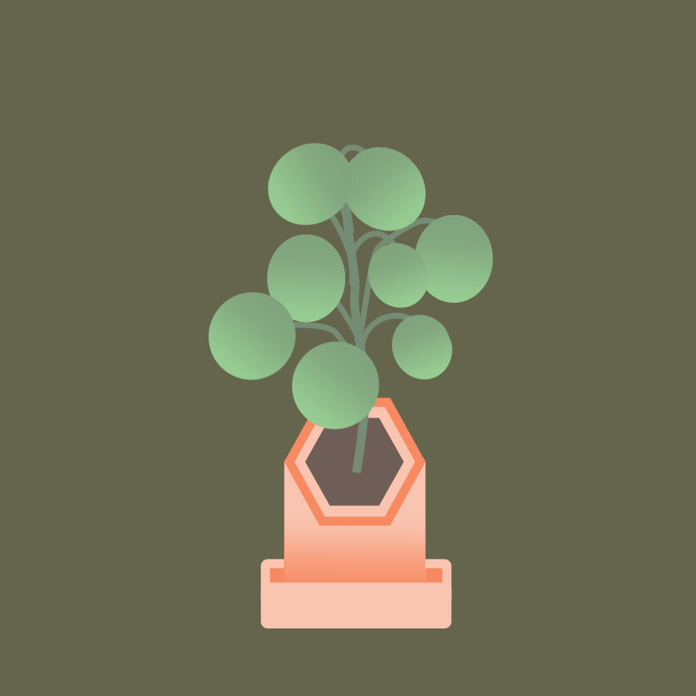pilea.jpg