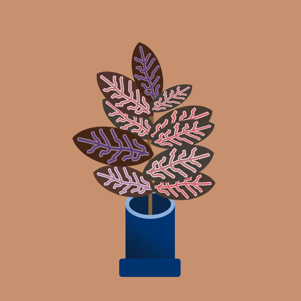 croton.jpg