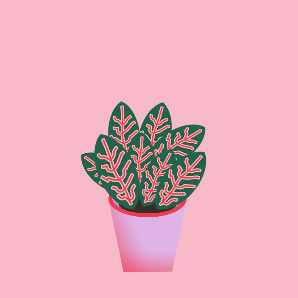 fittonia.jpg