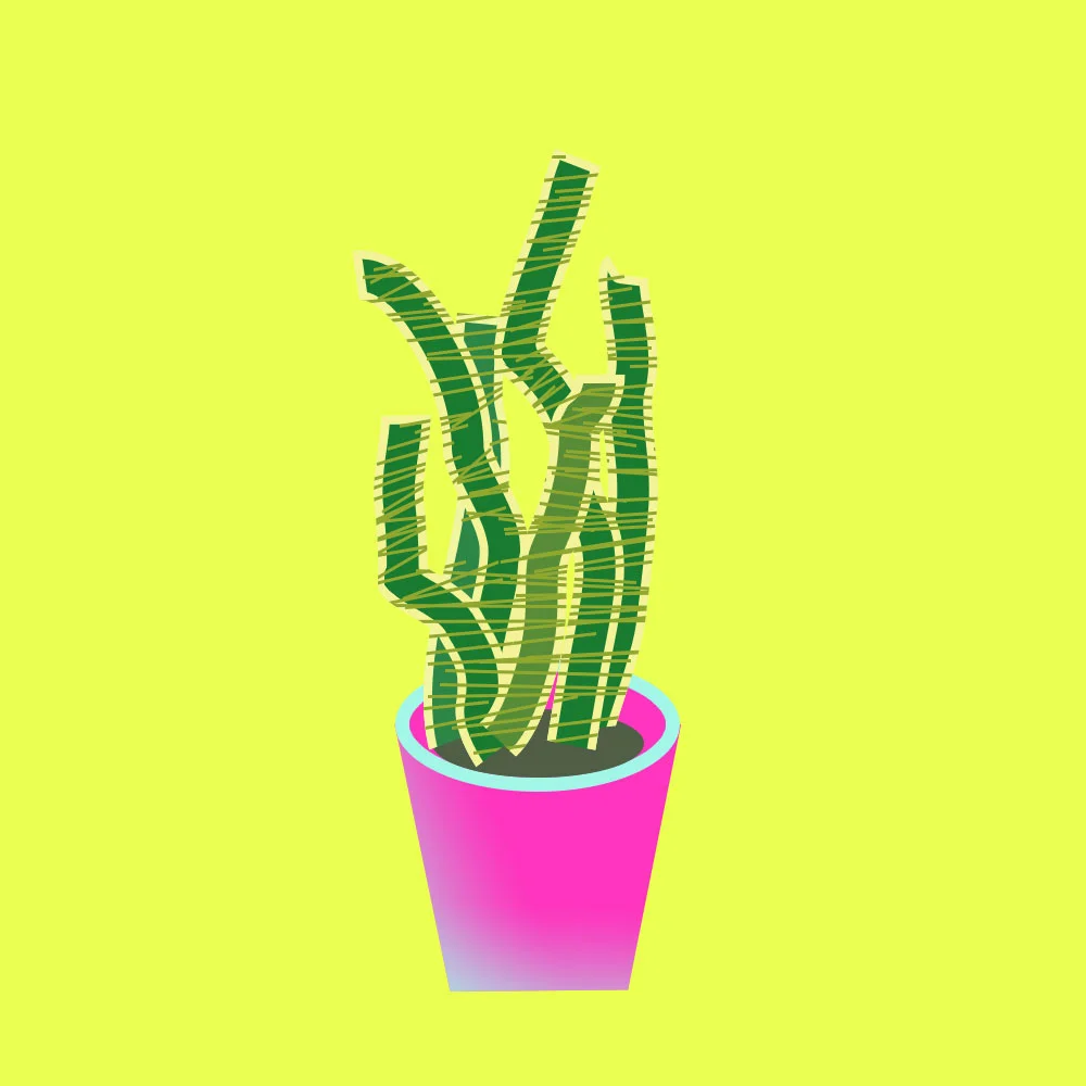 snake-plant.jpg