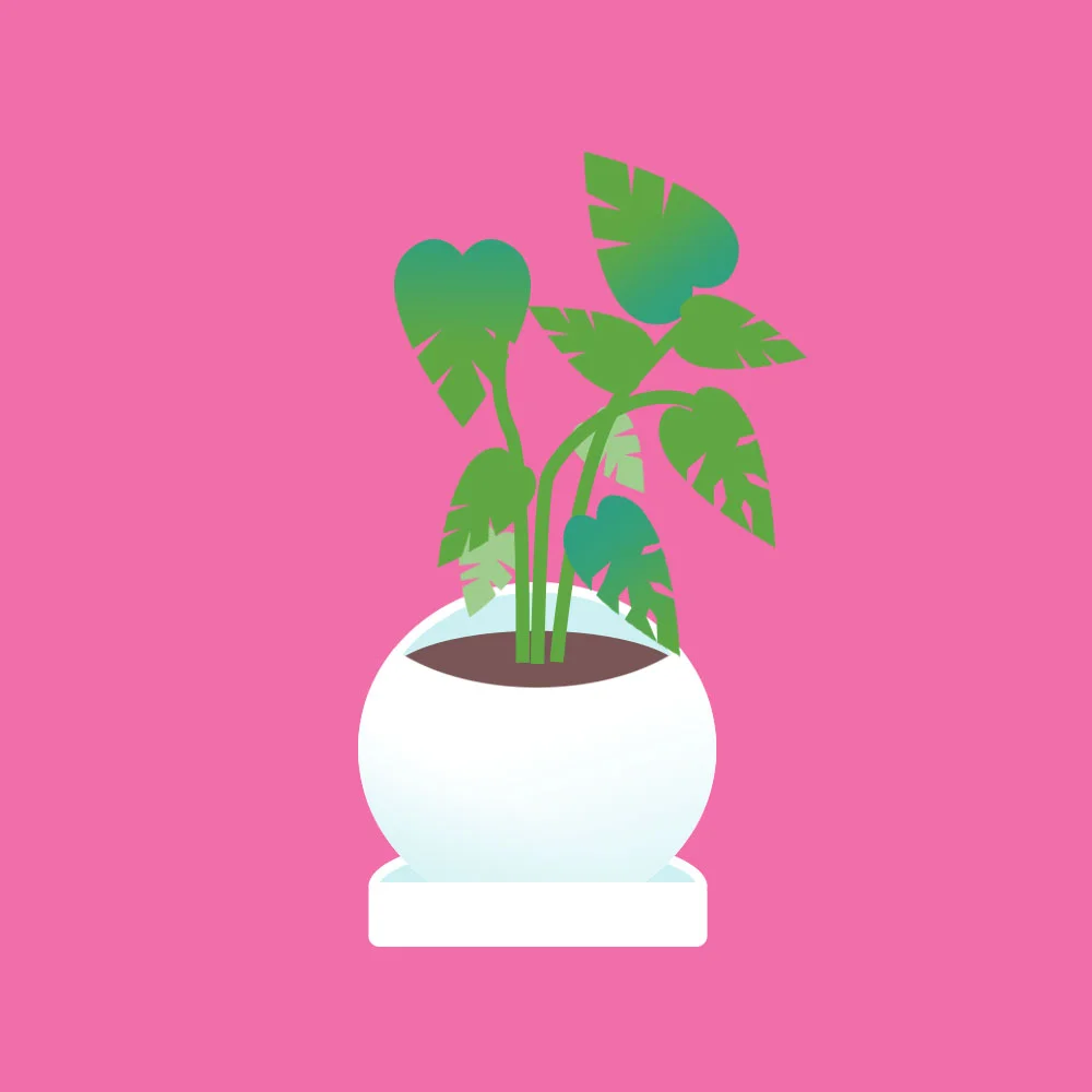 monstera.jpg