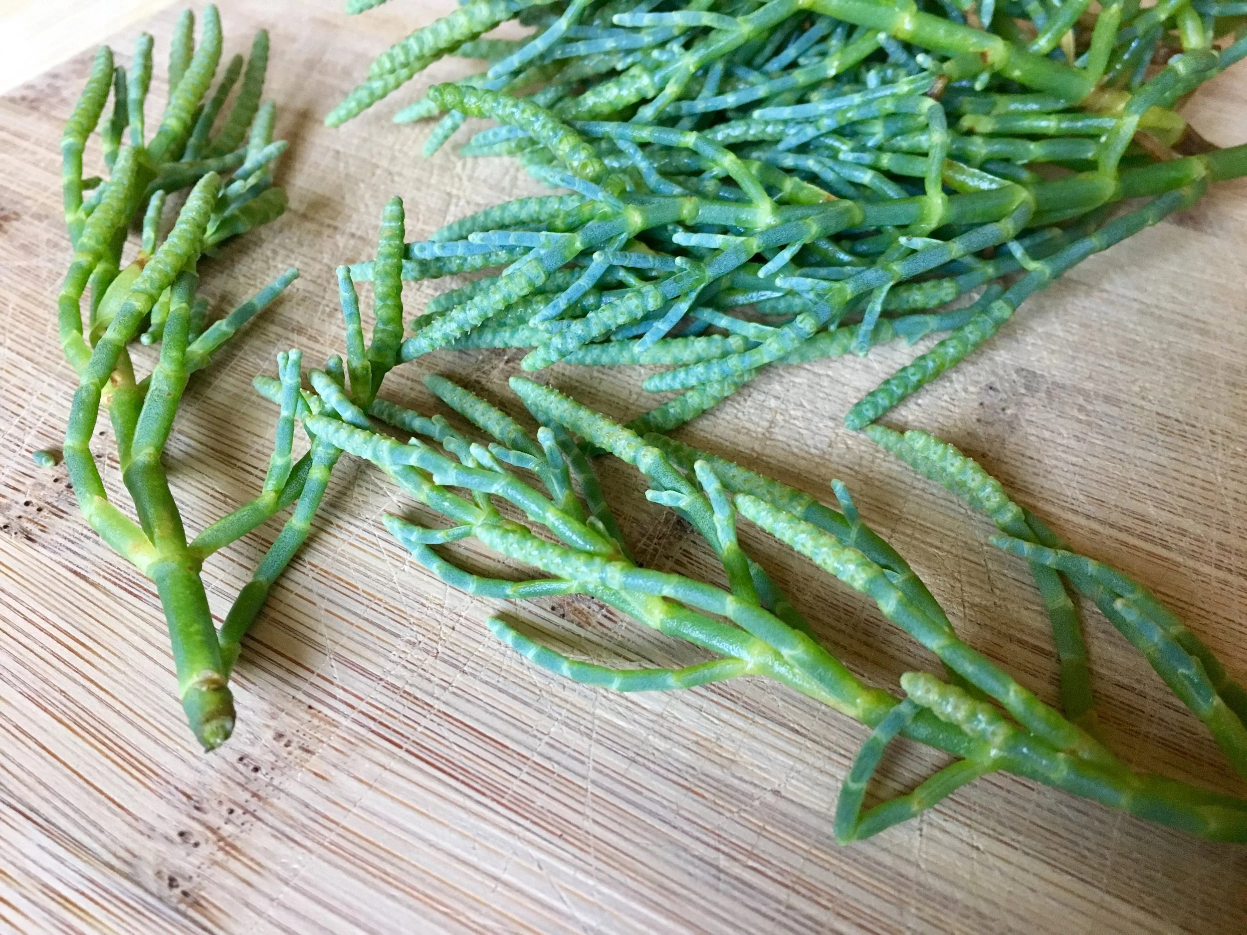 Sage plant cuisine recipes